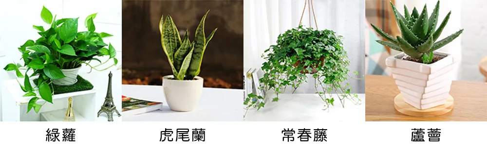 除甲醛​植物